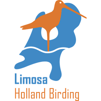 LimosaHollandBirding