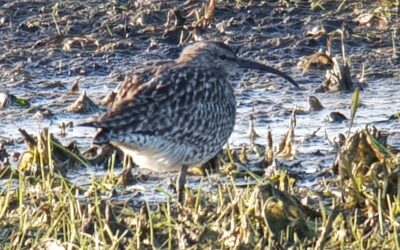 Wader migration has started, come to see the whimbrel
