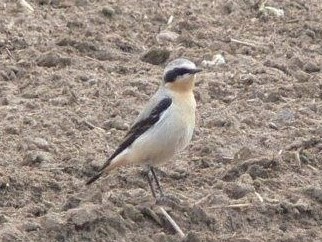 Start of the bird migration, come see the first songbirds