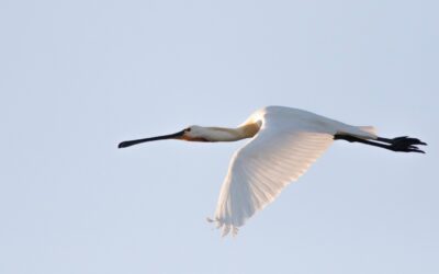 Enjoy the spoonbill